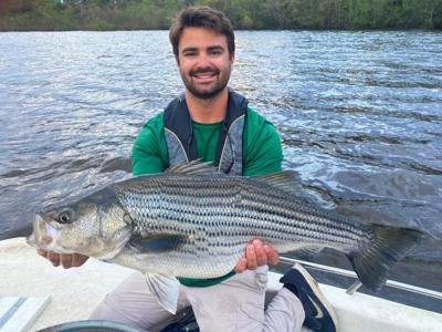 FWC aims to conserve Gulf striped bass in Wakulla County, Local News