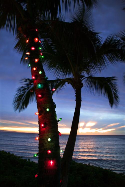 Lights On Palm Tree Local, How To String Lights On A Palm Tree