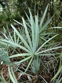 Jane's Garden: Florida's cold-hardy native palms | Home and ...