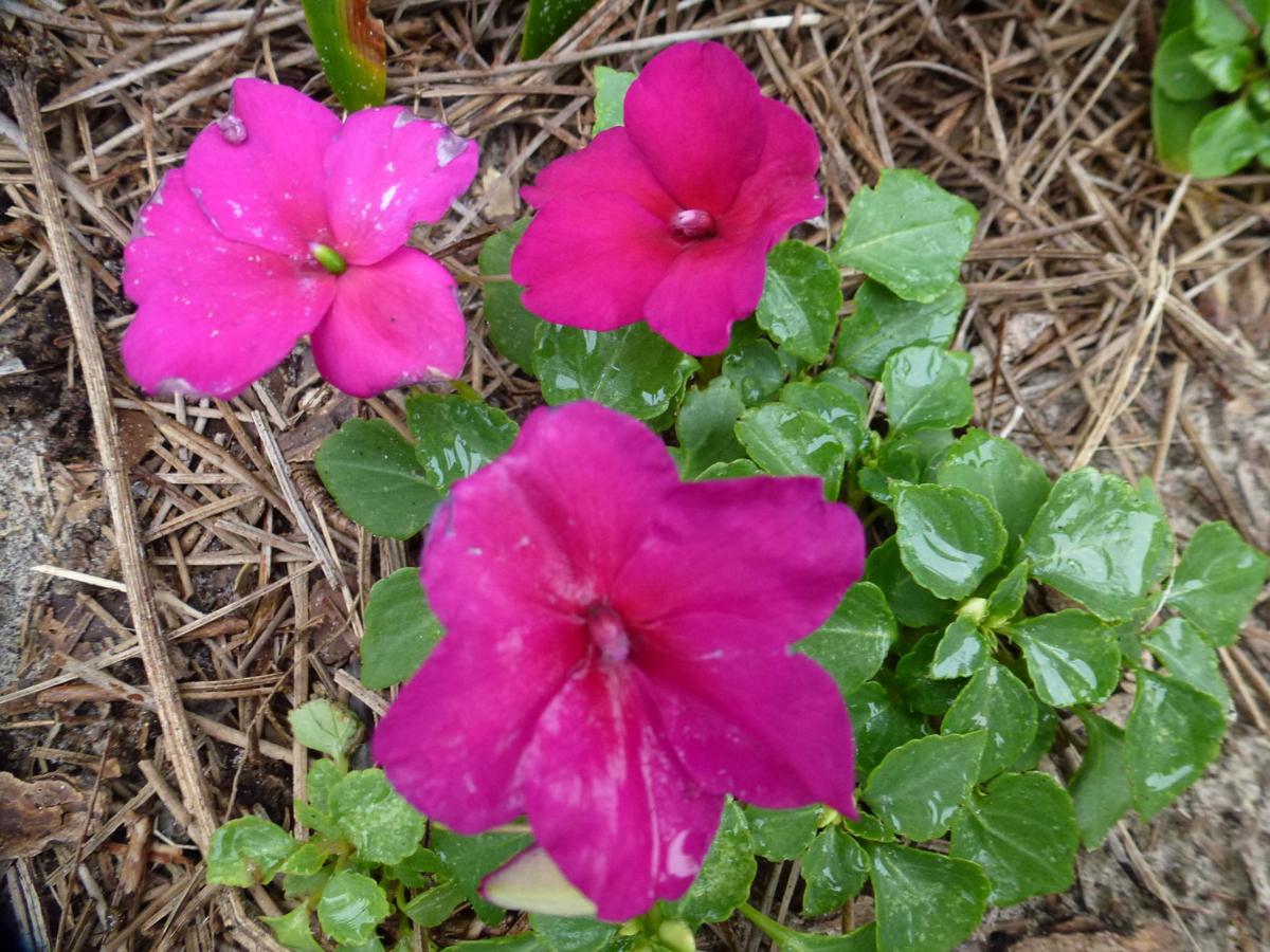 Pretty Impatiens brighten gardens and homes in Florida