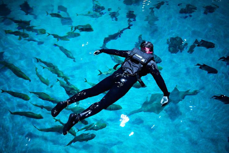 Veterans Immersion Program Injured veterans swim with whale shark for healing experience ...