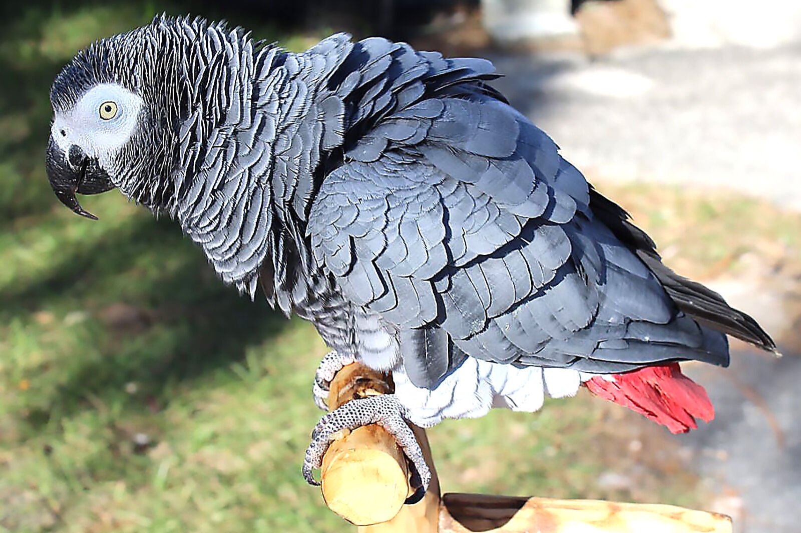 How a lottery ticket turned into a bird sanctuary Local News