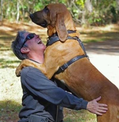 Bloodhounds Ideal Breed For Tracking And Rescue Local News Chronicleonline Com