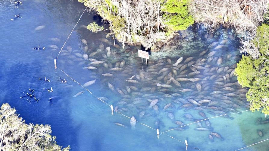 Springs shoreline restoration on schedule | Local News | chronicleonline.com