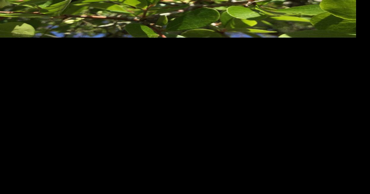 Trees could be luring pesky bugs | Real Estate | chronicleonline.com