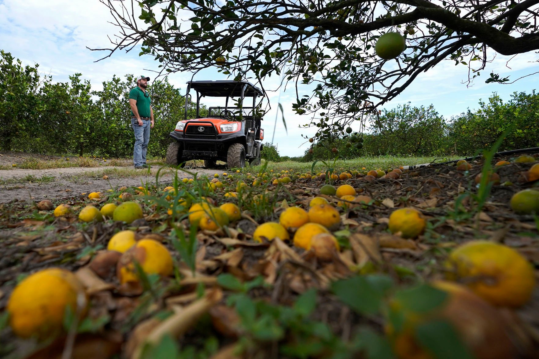 Florida’s Citrus Production Could Get Bump | Local News ...