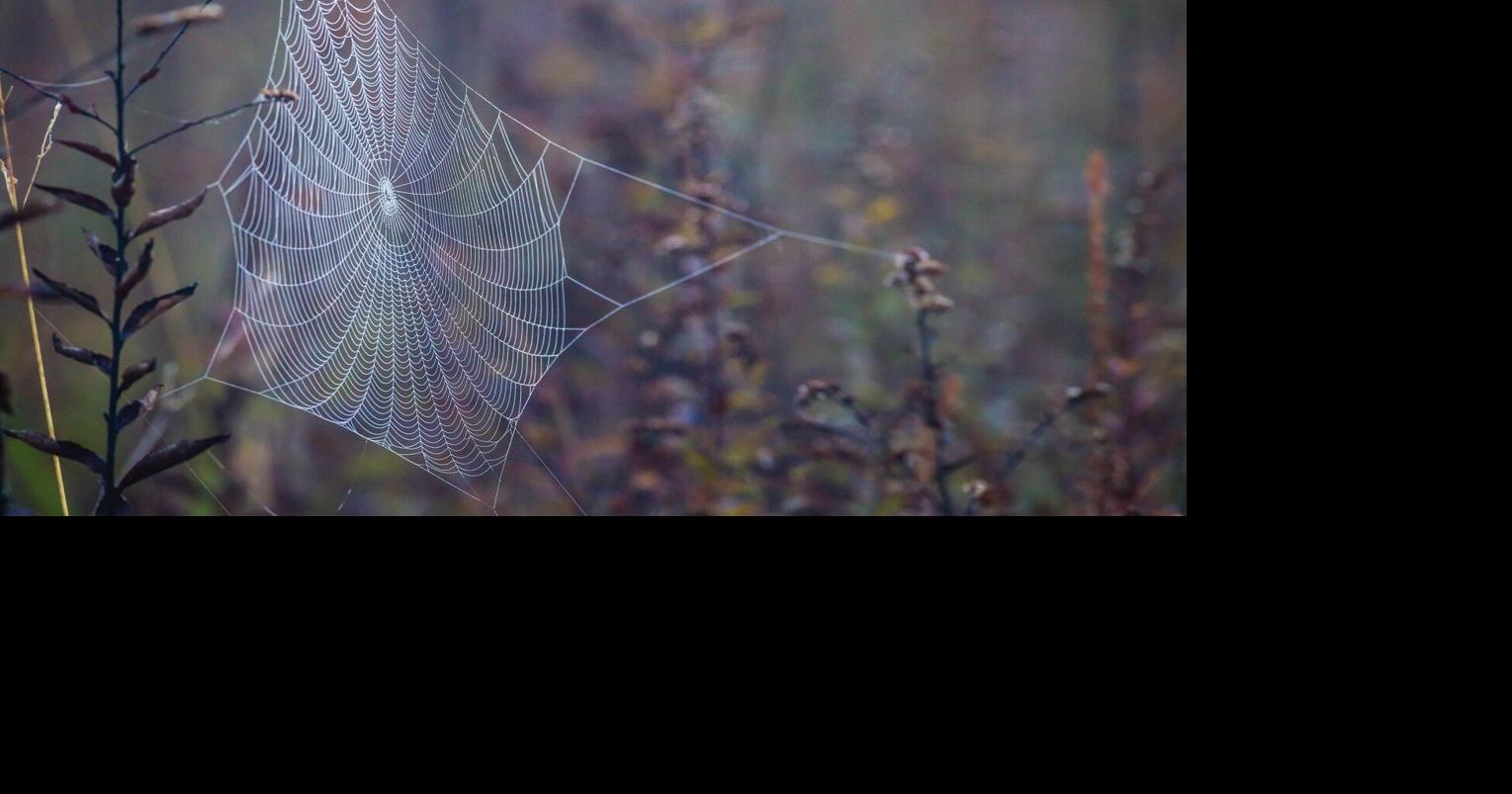 'Don't Squash That Spider!' Library program all about spiders ...