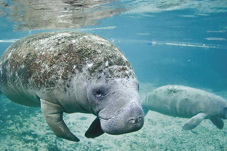 Citrus County Cash Crops Manatees. Skinny, malnourished manatees