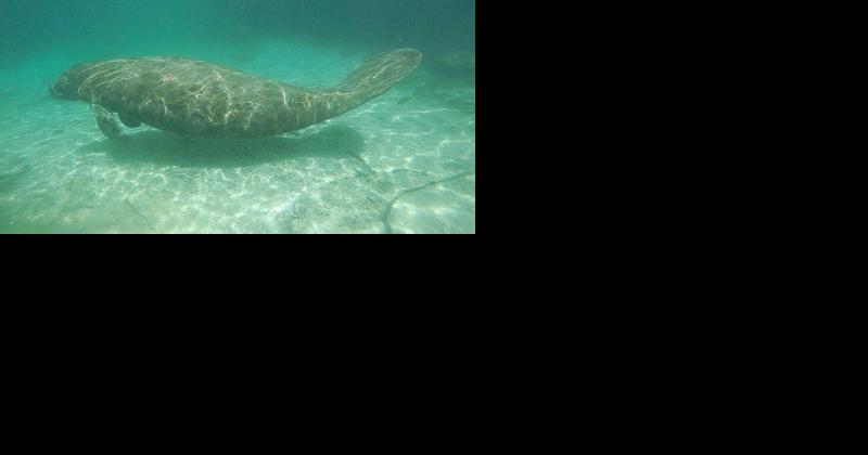 Go slow, look out below when on the water this Manatee Awareness Month - Vimarsana News