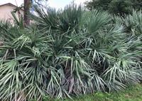 Noticed palmetto berry season in full swing | Native Information