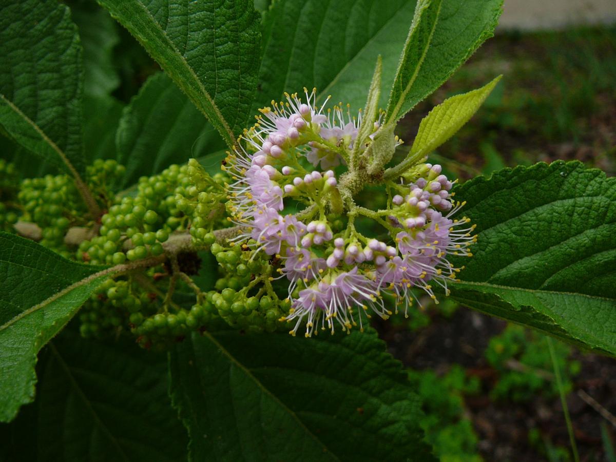 American Beautyberry Real Estate Chronicleonline Com