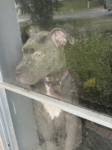 Couple arrested on multiple counts of felony animal cruelty | Local ...