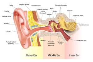 What Causes Hearing Loss?