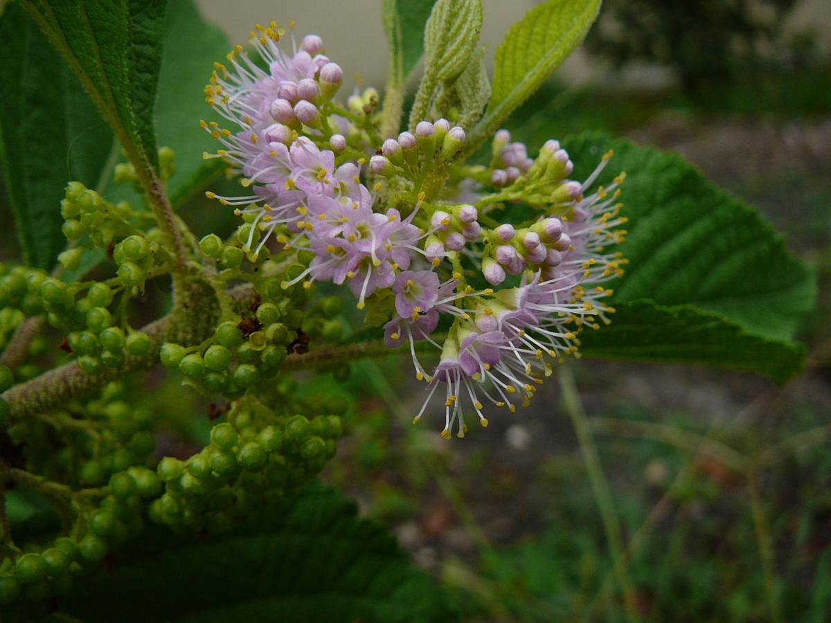 American Beautyberry Real Estate Chronicleonline Com
