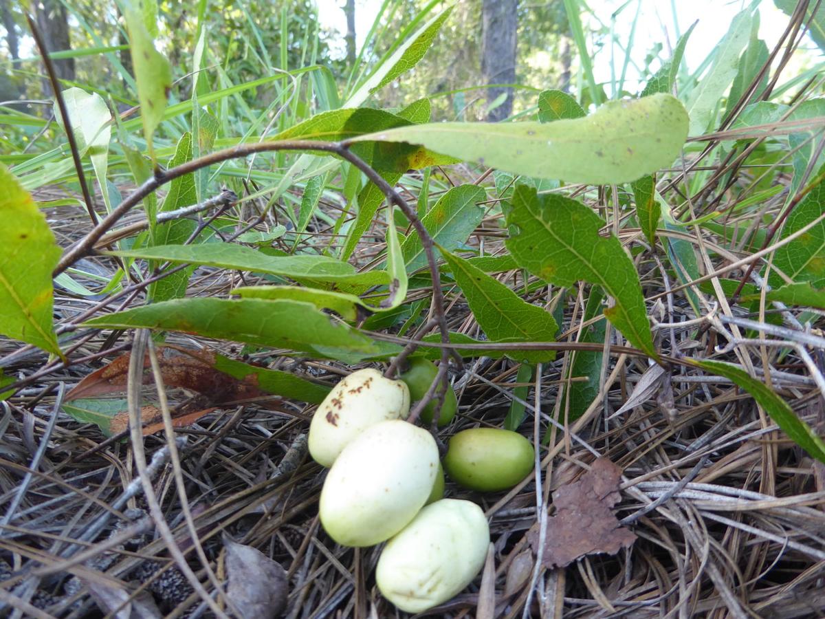 Gopher Apple In Florida Real Estate Chronicleonline Com