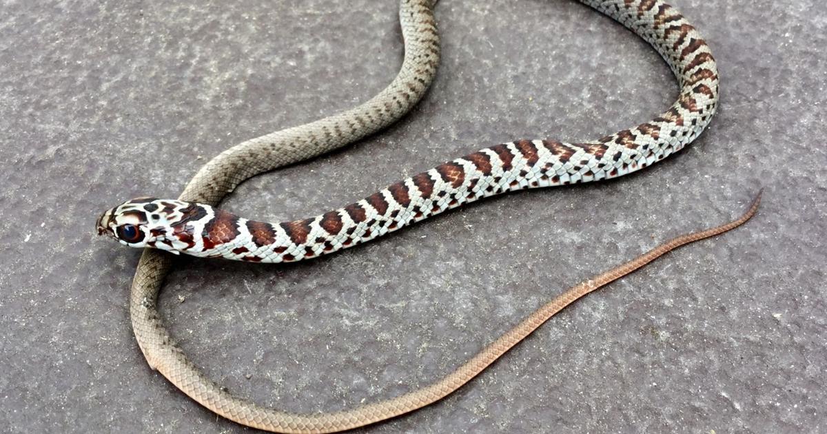 Don T Mistake Baby Black Racer For A Bad Guy Real Estate Chronicleonline Com Don T Mistake Baby Black Racer For A Bad Guy Real Estate Chronicleonline Com