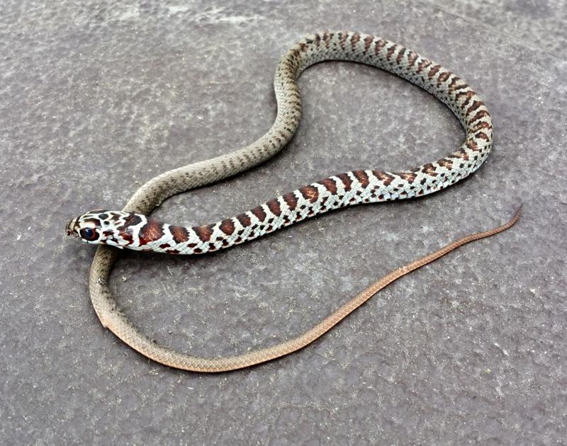 Don T Mistake Baby Black Racer For A Bad Guy Real Estate Chronicleonline Com