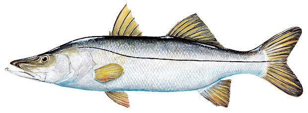 Snook Season Starts March 1 Local News Chronicleonline Com
