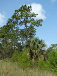 are florida pine trees protected