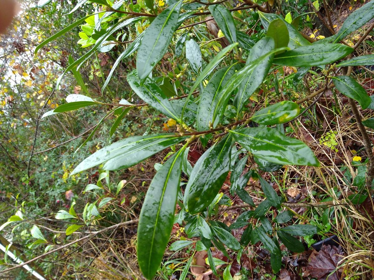 Florida S Wild Olives Real Estate Chronicleonline Com