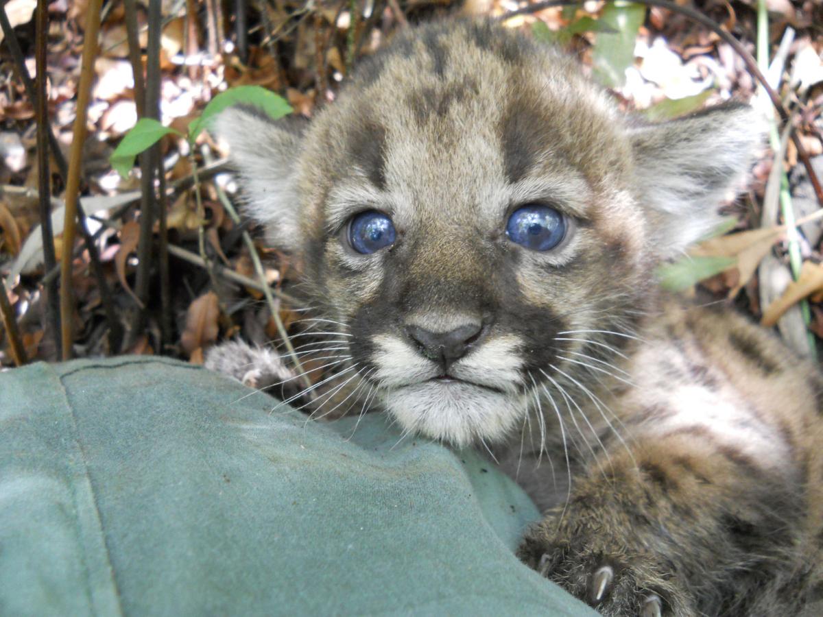 Twentieth Florida Panther Death Of The Year New Litter Recorded Local Florida Ap News Chronicleonline Com