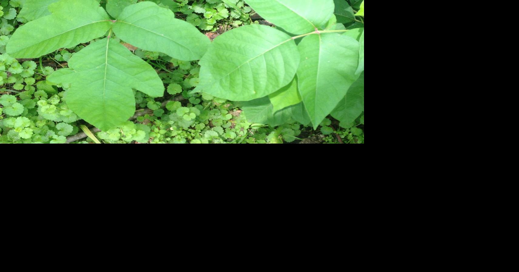 florida poison ivy