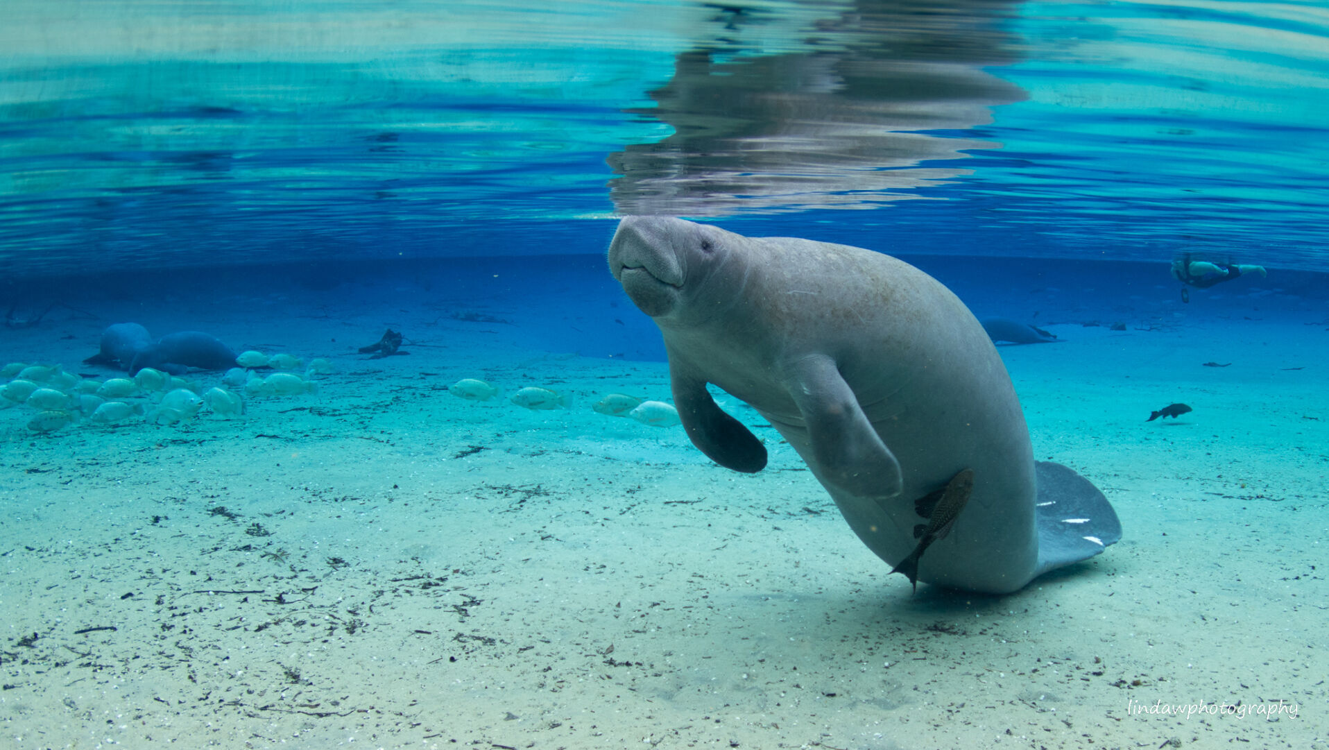 Crystal River readies for manatee season as sanctuaries reopen