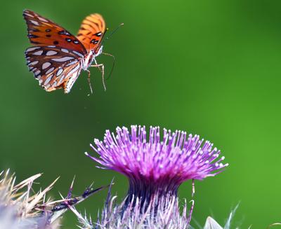 Butterfly and Milk Thistle
