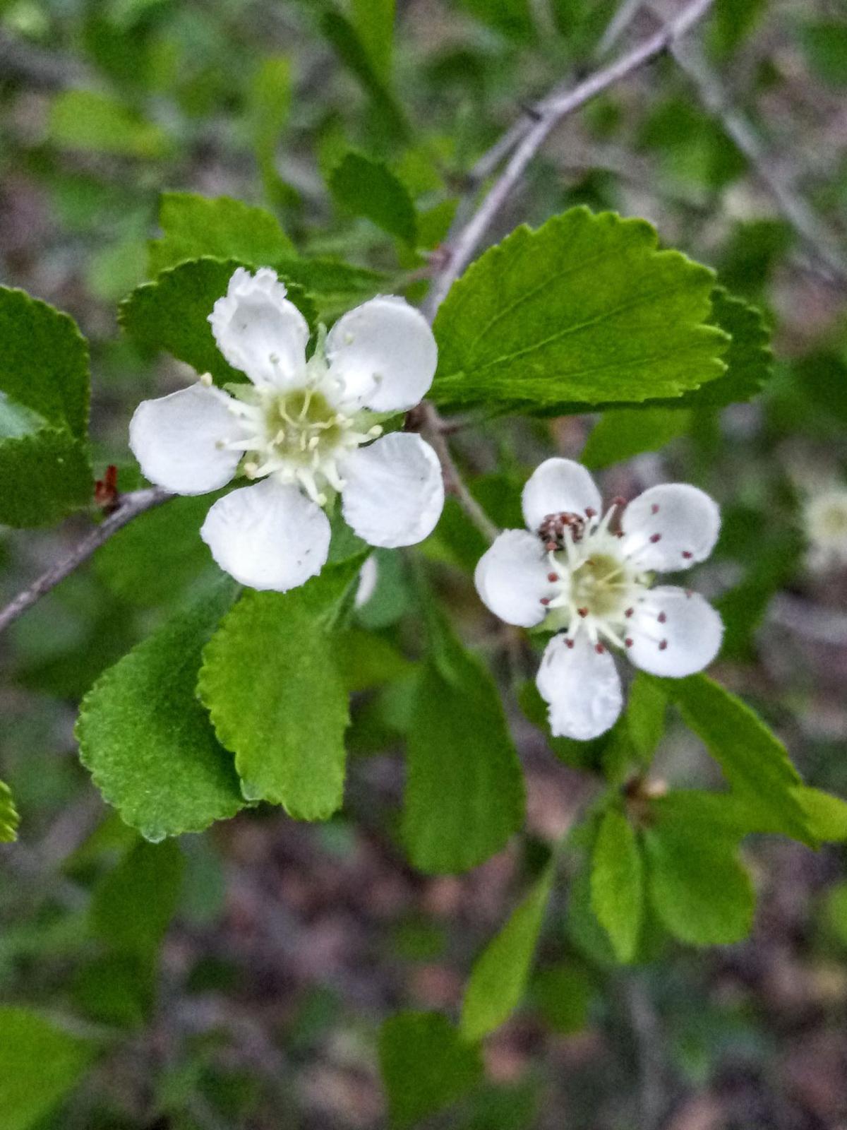 Crataegus Haws In Florida Real Estate Chronicleonline Com