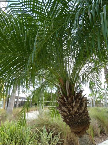 Phoenix Palm Tree: The National Tree of Saudi Arabia