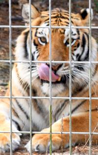 Forest Animal Rescue: A haven for the mistreated | Local News |  