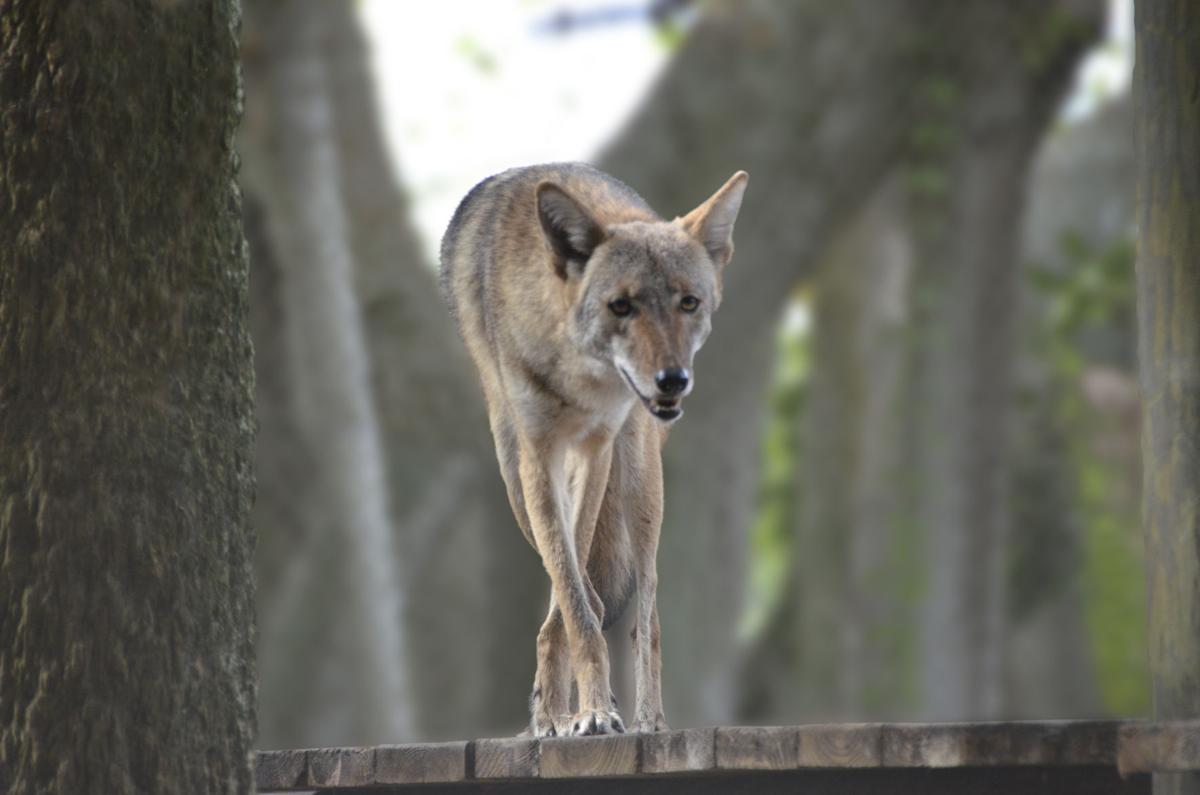 FWC Hosting Presentation On How To Live Among Coyotes