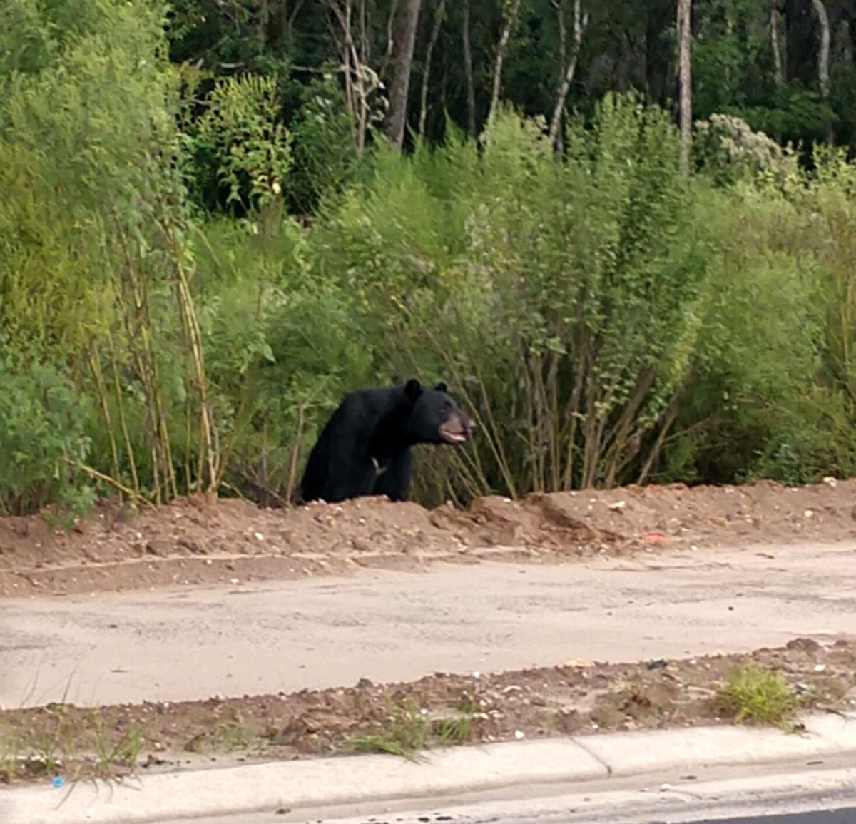 Black bear sightings continue as adolescent animal searches for new
