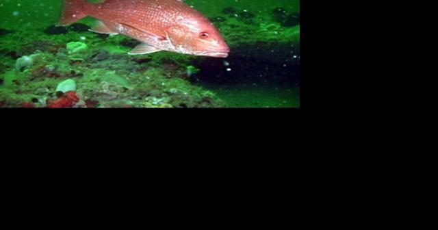 2024 Gulf red snapper season announced - Vimarsana News