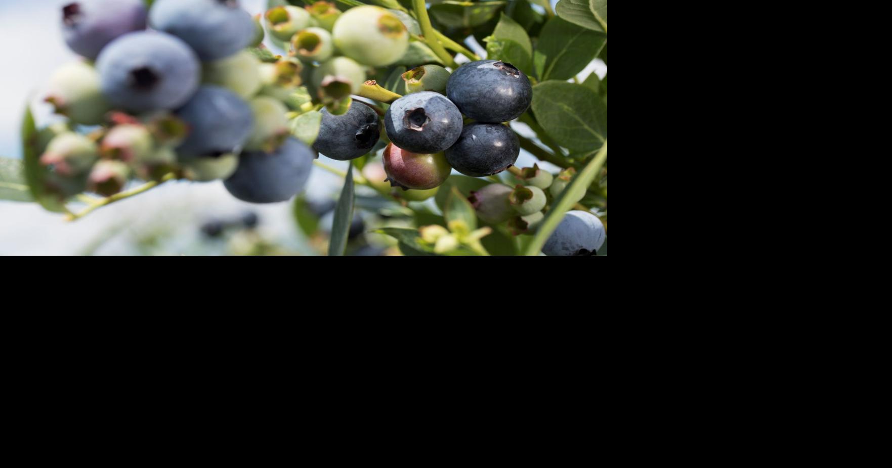 From Upick to the grocery store, Florida’s blueberries make for a tasty treat Local News