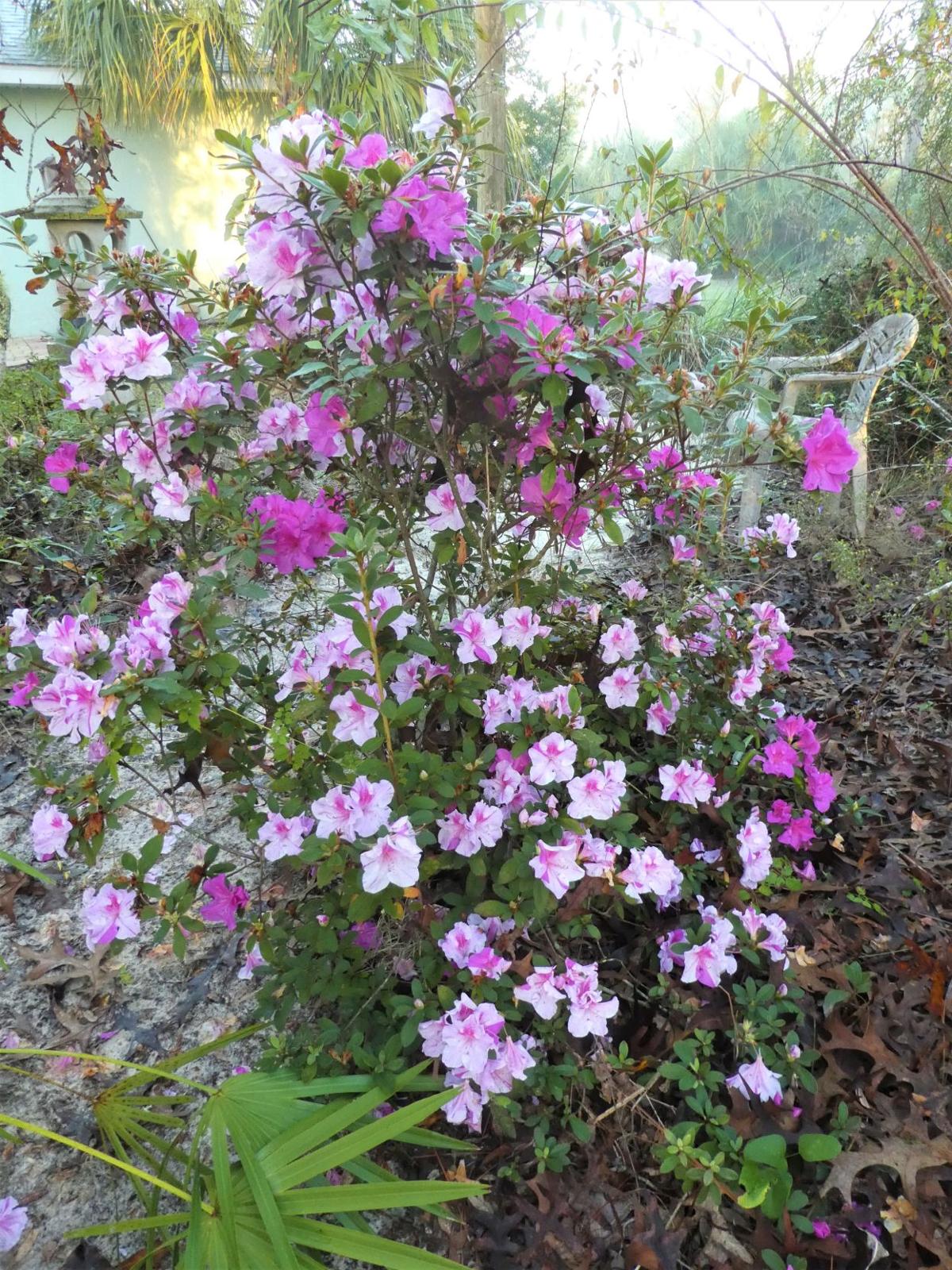 Spring Flowers Real Estate Chronicleonline Com