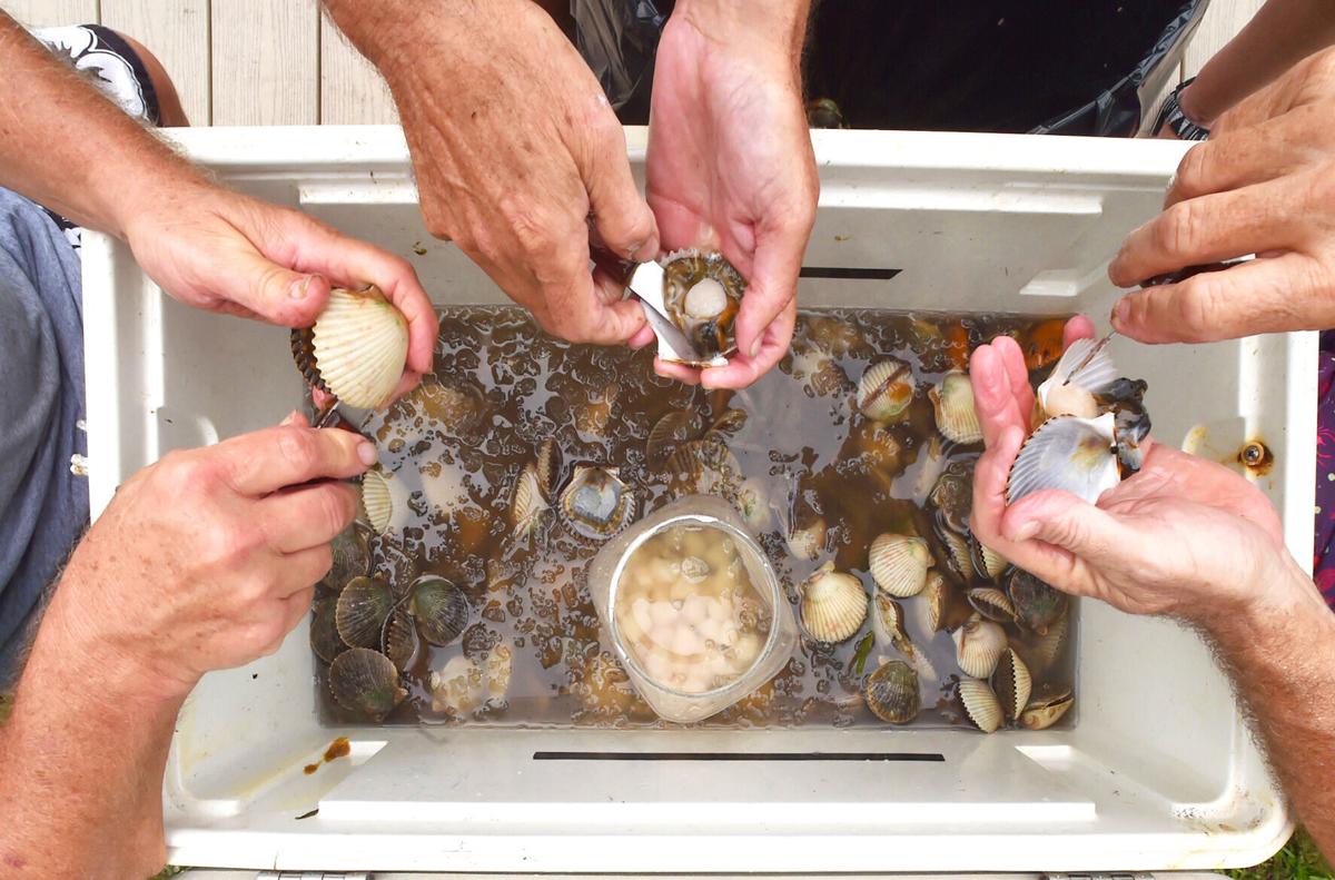 Live in Shell Bay Scallops (New Brunswick) — Products