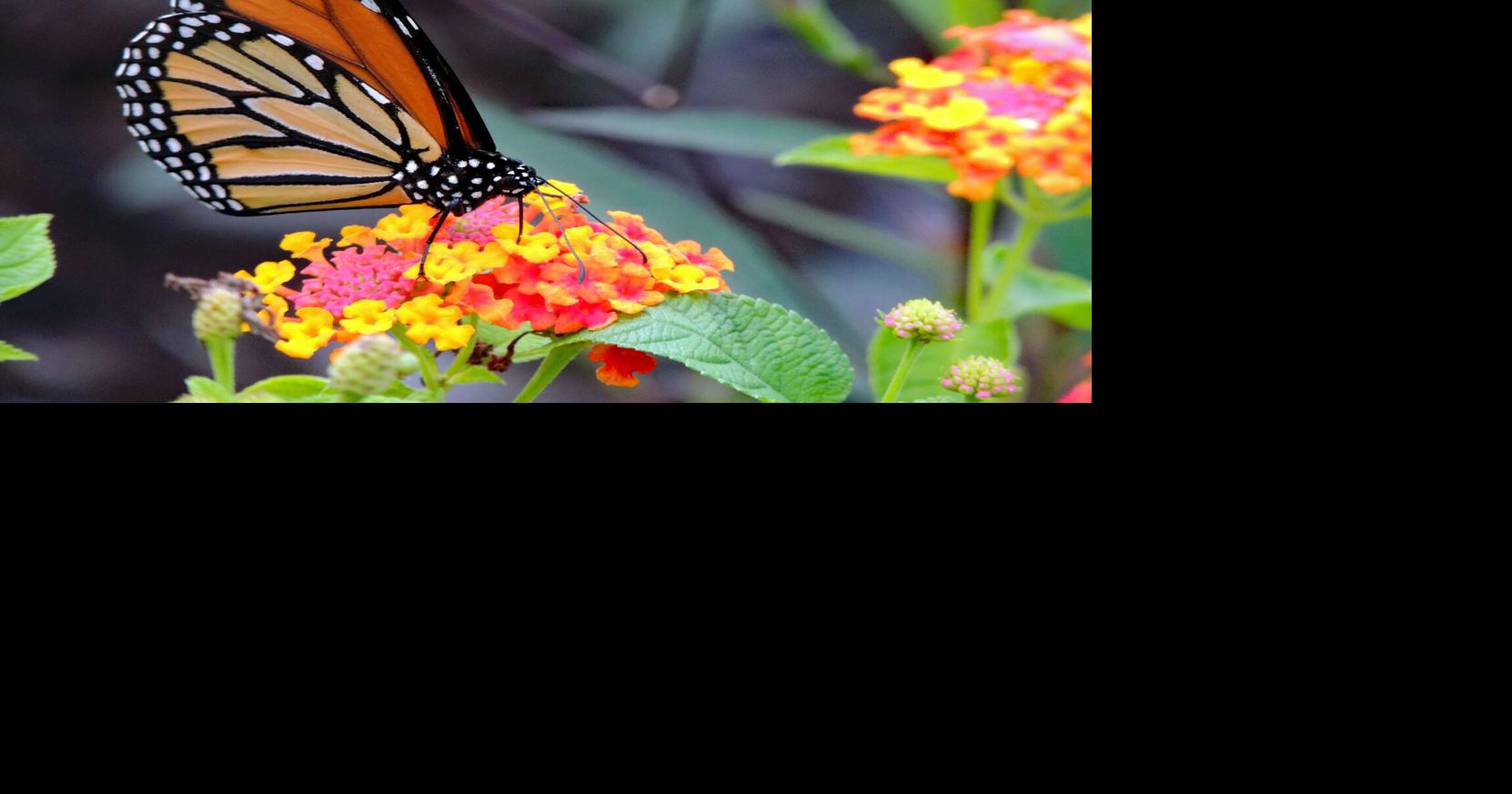 Master Gardeners: Florida joins Great Pollinator Count | Lifestyle ...