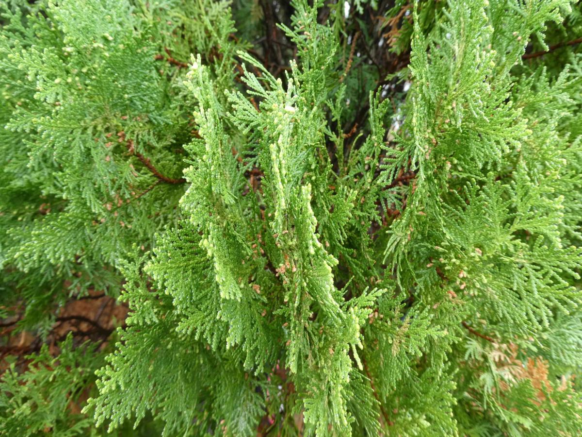 The Quirky Leyland Cypress Real Estate Chronicleonline Com