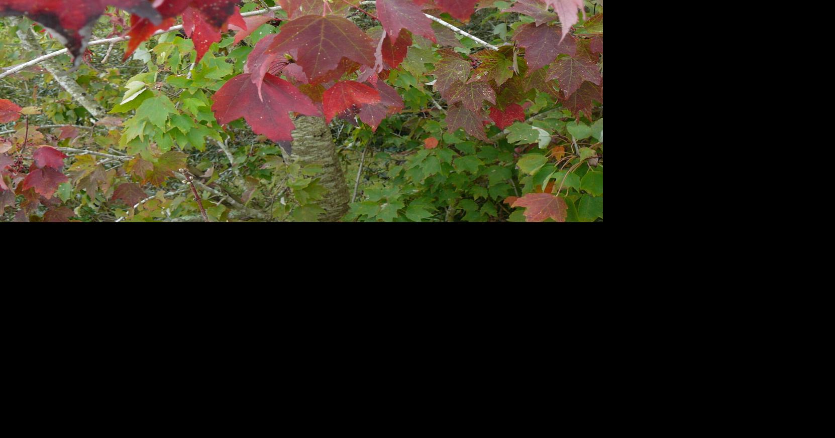 Autumn season changes and colors in Florida | Home and Outdoor Living ...