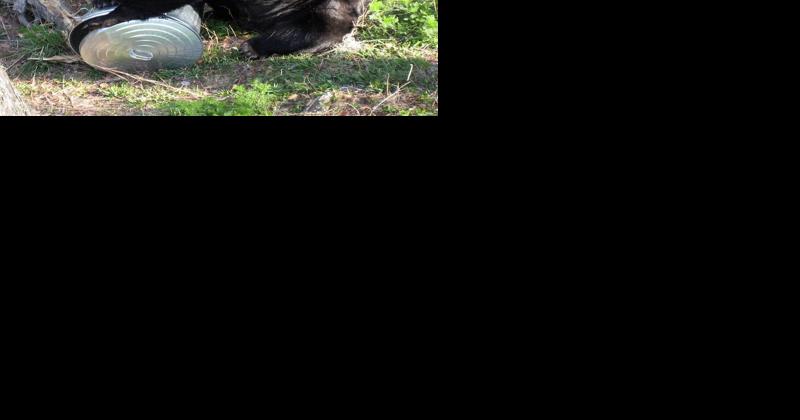 Florida sheriff says his county 'inundated' by bears | Local News - Vimarsana News