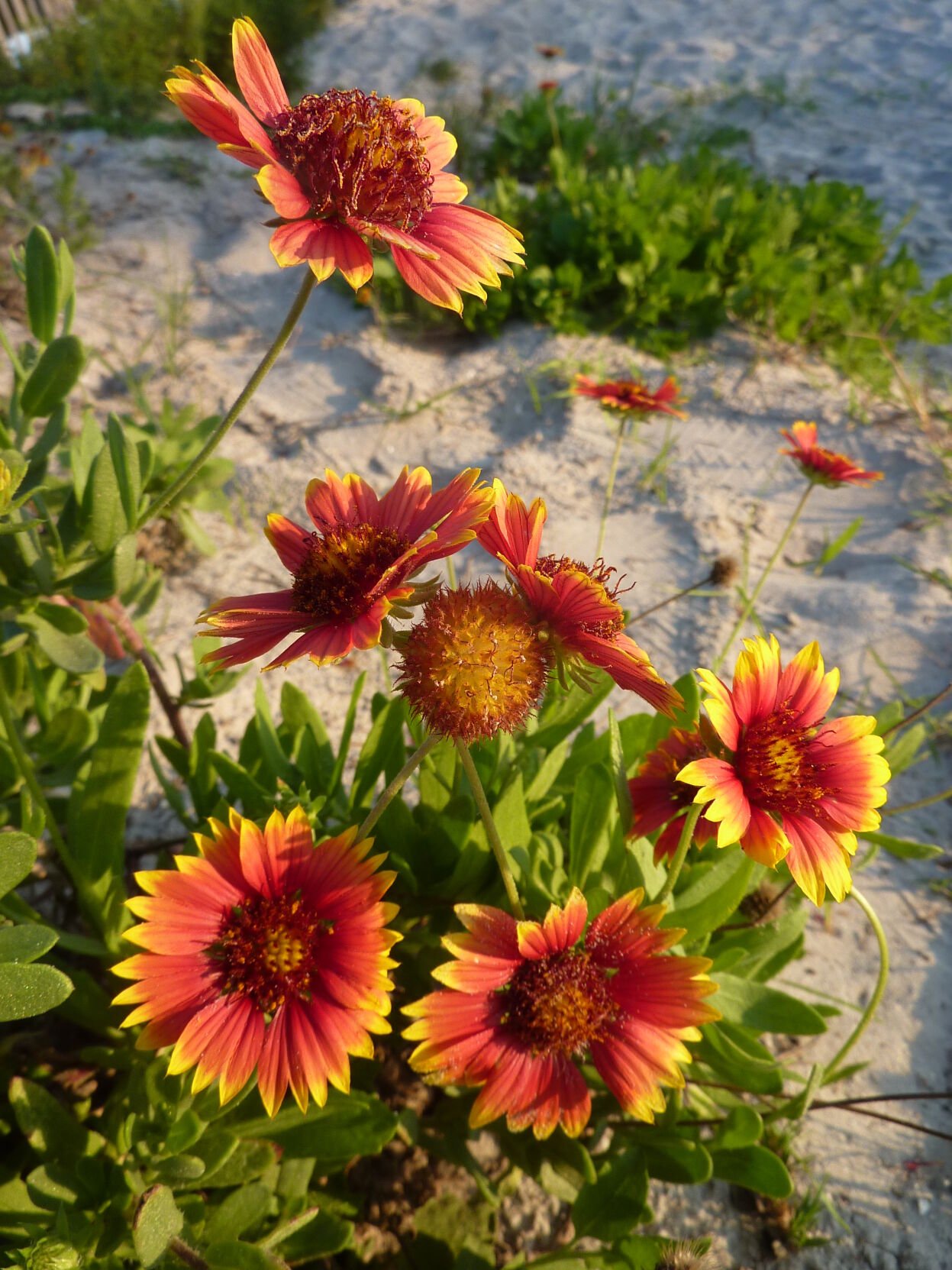 beach blanket flower