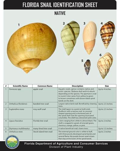 CC Florida snails native.jpg