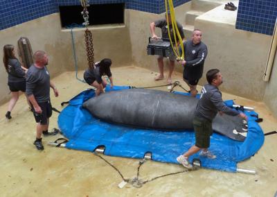 Betsy the manatee