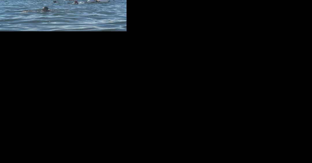 The Clambassador's Second Annual Cedar Key Shark Swim set for Saturday - Vimarsana News