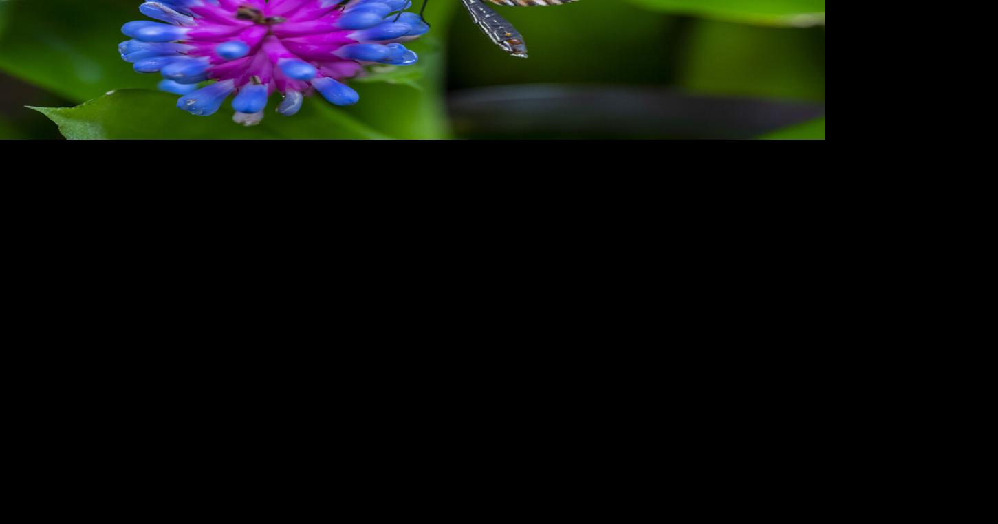 Over one-fifth native North American pollinators at elevated risk of ...