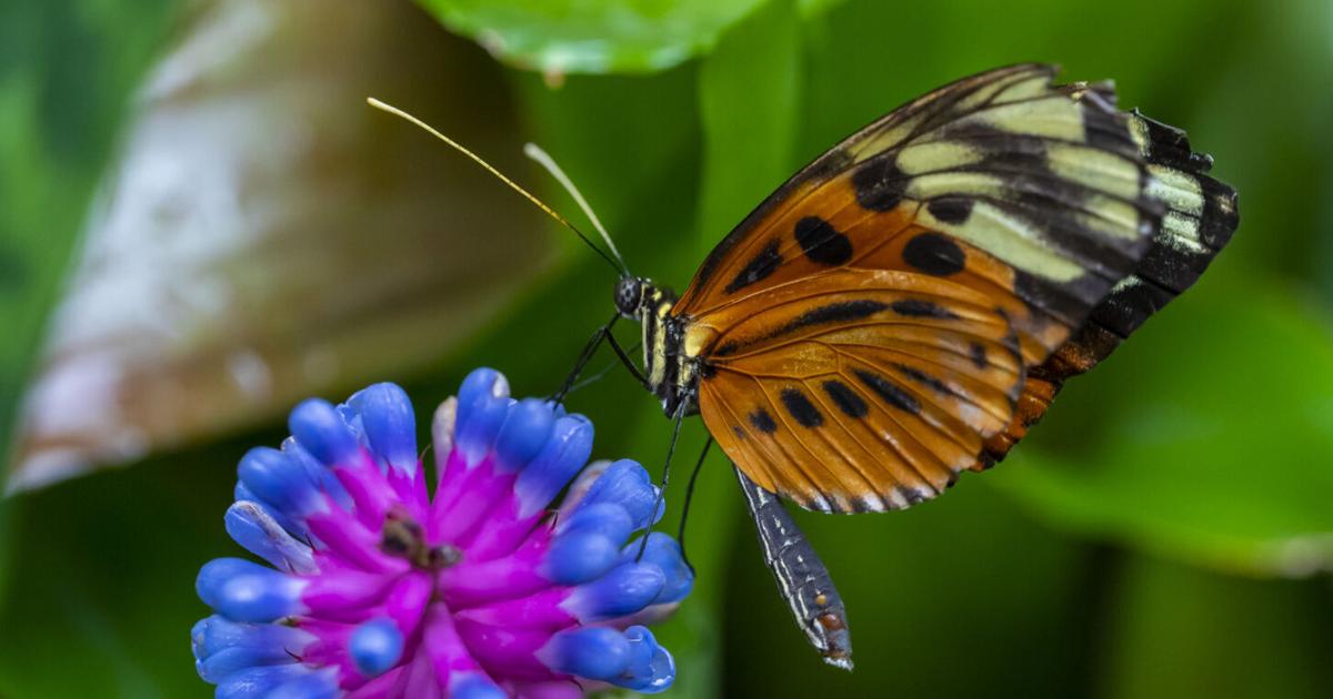 Over one-fifth native North American pollinators at elevated risk of ...