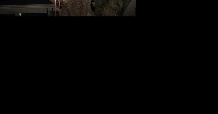 Bear sighted in neighborhood; FWC: 'Leave bears alone' | Local News - Vimarsana News