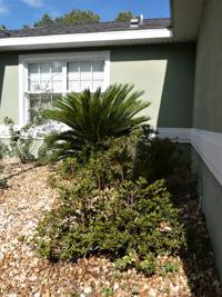 21+ Drought Tolerant Florida Plants