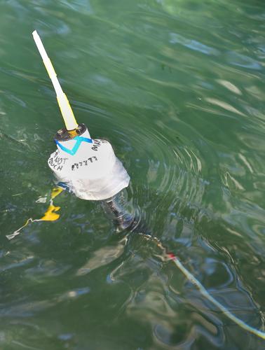 Five manatees released into the wild | Local News | chronicleonline.com